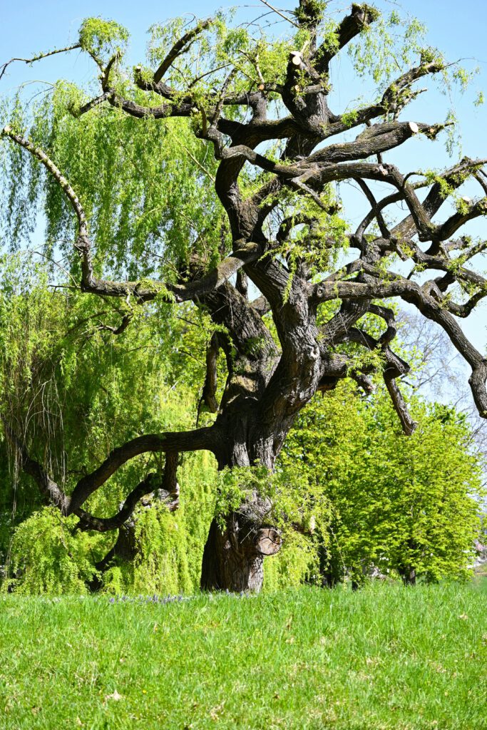 A large, intricate tree stands tall in a verdant park in Stuttgart, Germany, during spring.